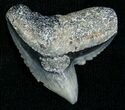 Blueish Fossil Galeocerdo Tooth (Tiger Shark) #5155-1